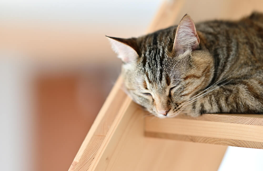 ペットスタンダードの家